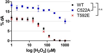 SAMHD1 Phosphorylation at T592 Regulates Cellular Localization and S-phase Progression